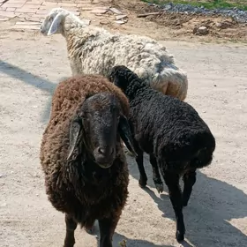 Goyun guzy, goc gisar