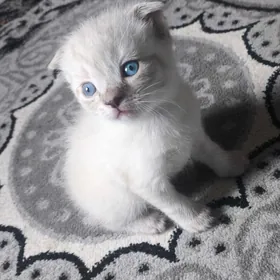 veslauhi вислоухие