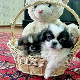 пекинез щенки