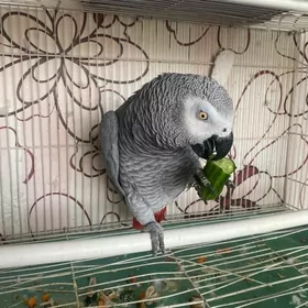 попугай жако