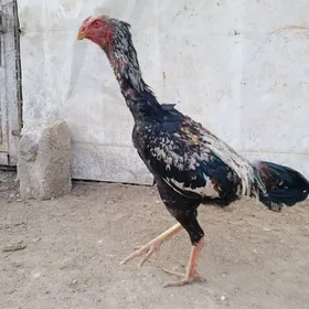 Çistiý özbek jüýje