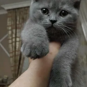 Шотландская девочка