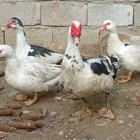 Indutga induk towuk gus jüje