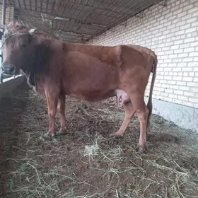 саглык сыгыр