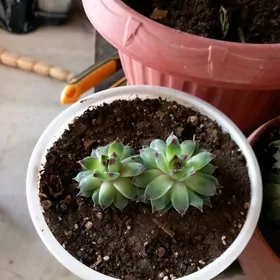 каменная роза