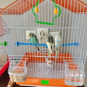 попугайчи🦜🦜🦜🦜🦜🦜🦜🦜🦜🦜