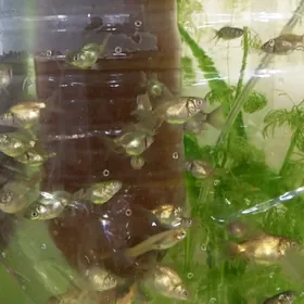 Золотые Рыбки