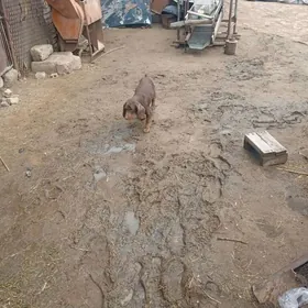 Awçy güjük ahotnik