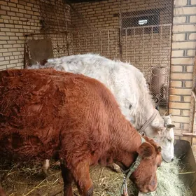 гуложынлар богоз