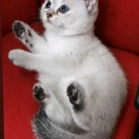 котята шотланские