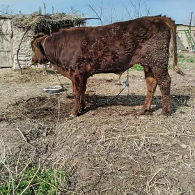 Semental okuz hem gunajyn