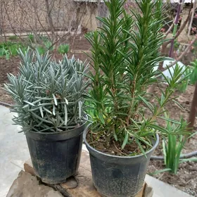 Розмарин,Лаванда