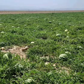 DAÝHAN Дайхан