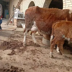 smental saglyk sygyr