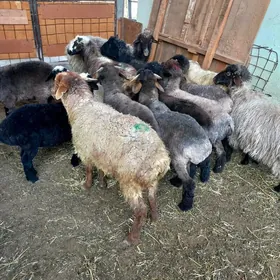 Bakylan İşşekler Tokgullar