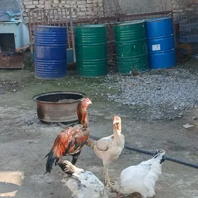 Daşkent horaz,towuk