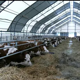 Taÿyn Önümçilik Sygyr ferma