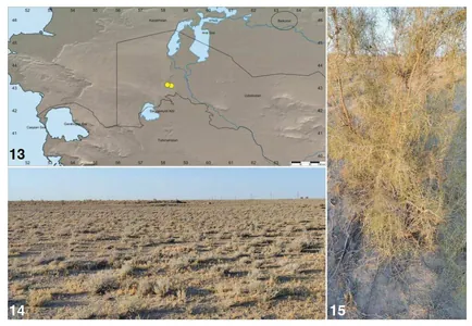 На плато Устюрт в Узбекистане обнаружен новый вид паука – Karakumosa ustyurtica