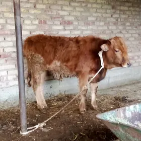 Öküz Gibrit 8 aýlyk