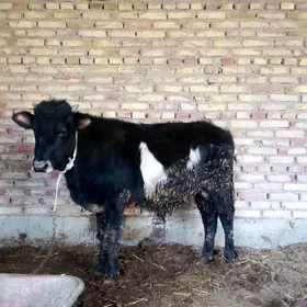 Öküz Gibrit 1 ýaş 1 aýlyk