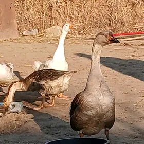 gazlar 3sanyurkacy2 sany erkek