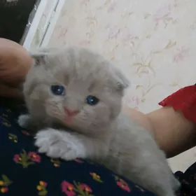 шотландский мальчик