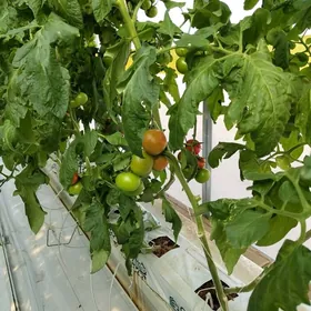 Teplisa ishgar gerek gyz