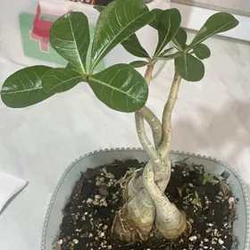 Adenium