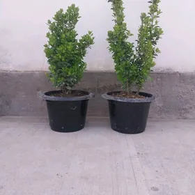 WESNY ZELYONNY. BRASKLET