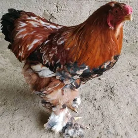 Брама хороз