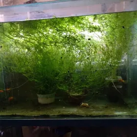 домашние животные