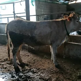 arassa swet tohum tuwe