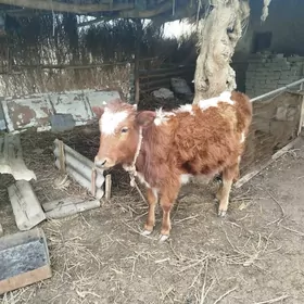 Сыгыр , mal , sygyr