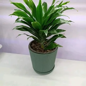 ДРАЦЕНА КОМПАКТА