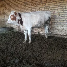 Arginal çornypiýostyr