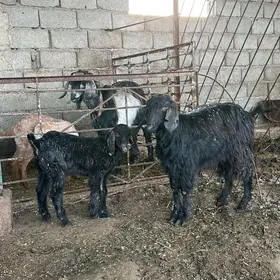 GIBIRT PÄKISTAN GEÇI