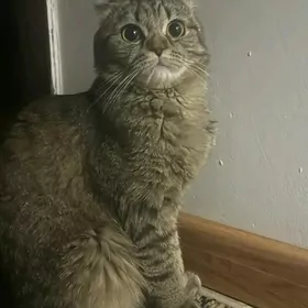 Шотланская Вислауха