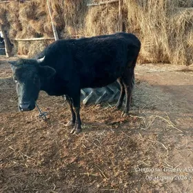 богаз свгыр