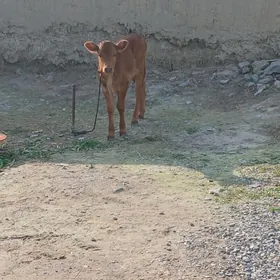 KÒRPE GÒLELI SYGYR