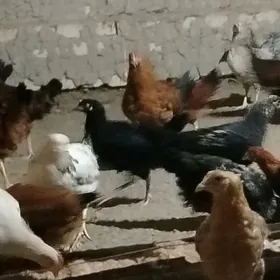 Towuk juje 4.5 aylyk