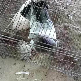 Sizi Cil bn Hajinka kafeyny