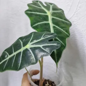 комнатные цветы