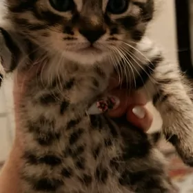 хорошие руки