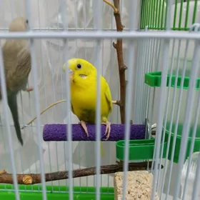 Пернатая птица