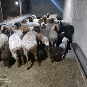 гузылы гойун