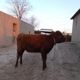 Gaçar birýaşap gelýe