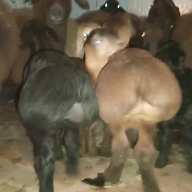 ГИССАР ГОЮН ГУЗУЛЫ