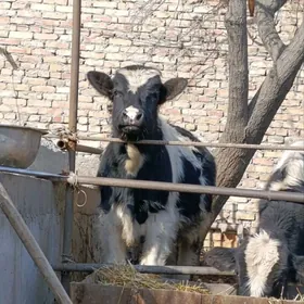 пародны окузлер