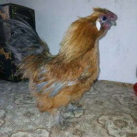 KARLIK HORAZ TOWŞAN TÜY YAPON