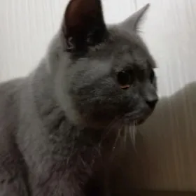 Шотландский прямоухий кот